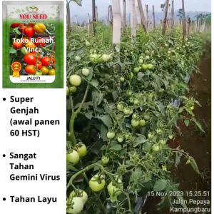 Benih Bibit Biji Tomat Tahan Virus dan Tahan Layu JALU F1 5g dari You Seed