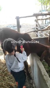 สแตนเลสแท้ แปรงขนวัว แปรงเกาขนวัว แพะ แกะ ม้า 6วง