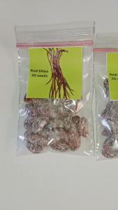 Eyas Farmlet Plant Nursery: Red Pole Sitao & String Beans Vegetable Seeds