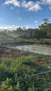 Béc tưới cây rẻ quạt AQ215 không điểm mù 21mm Automat