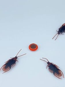螞蟻藥/cockroach repellent/ubat lipas berkesan/cockroach trap/cockroach/ubat lipas/cockroach killer/cockroach toy/杀蟑饵剂