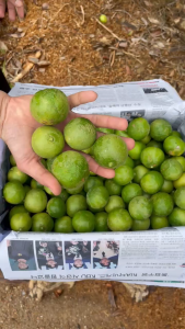 มะนาวแป้นรำไพ ผิวลาย เปลือกบาง น้ำเยอะ ยกลัง 8 กิโลกรัม คละไซส์