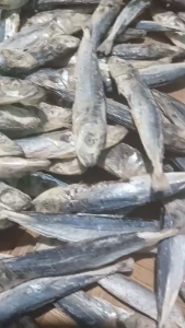 Dried Galunggong GG (Small-Medium)