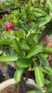 Phân bón hữu cơ FUJI SHINNO ORGANIC 500g Lá xanh bóng mướt - Biến vàng thành xanh