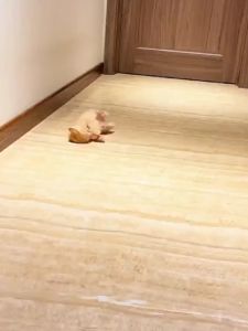 Electric Cat Ball Toys: Smart Automatic Rolling Cat Toys for Cats