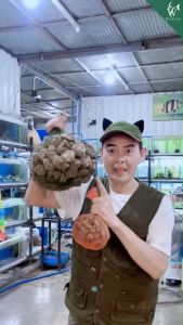 วัสดุกรอง หินกรอง ตู้ปลา หินภูเขาไฟ 500 กรัม/1กิโลกรัม/1.5 กิโลกรัม BY วสันต์อุปกรณ์ปลาสวยงาม