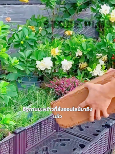 ขุยมะพร้าวอัดก้อน ปลูกต้นไม้ ดินปลูก พองตัวเร็ว 450g / 550g