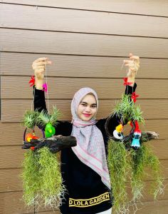 Airplant Janggut Burung Kecil