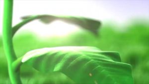 Xịt sâu răng thảo dược Dental Nature ngăn ngừa và giảm các bệnh răng miệng hơi thở thơm mát dùng cho mọi lứa tuổi