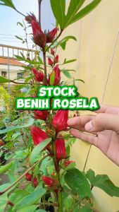 INFARM - Benih Super Bunga Rosella Bibit Benih Tanaman Bunga Rosella Biji Super Bunga Rosella Benih Bunga Rosella
