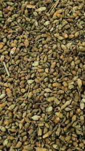 槐花米 100g Pagodatree Flower 槐米