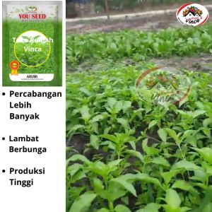 Benih Bibit Lalapan Kemangi ARUMI dari Cap You Seed Kemangi Basil