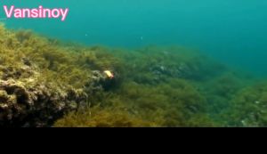 ตกปลาหมึก 2.5# - 3.5# บรรจุภัณฑ์ สำหรับปลาหมึก รูปแบบกุ้ง กุ้ง กุ้ง เรืองแสง เพื่อผ่อนมืด ปิดดิ้วย สปินเนอร์ เหยื่อ รอก สําหรับปลาหมึก 2.5# - 3.5#