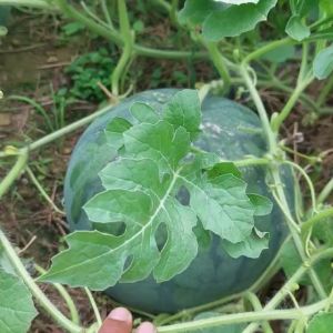 Benih Bibit Semangka Non Biji U-19 F1 Cap You Seed 25 Biji Kulit Hitam