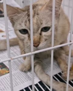 เพทคาล์ม ช่วยให้สัตว์เลี้ยงสงบ ผ่อนคลาย ไม่ก้าวร้าว ขนาด 15 มิลลิลิตร