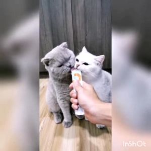 Treats Cat Stick Fresh Wet Food Single Pack Kitten Snacks