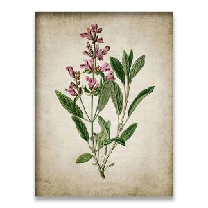 BILIBILI | Vintage Herb Art Canvas Poster And Prints Oregano Rosemary Sage Thyme Canvas Painting Retro Wall Pictures Home Art Wall Decor