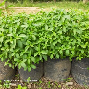 Bibit Tanaman Daun Stevia Bibit Tanaman Herbal Daun Gula