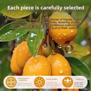 No Additives Dried Fruit Loquat Candies
