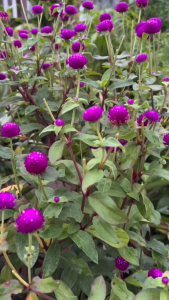 Tanaman Kancing Ungu Segar / Bunga Kancing Ungu Segar Herbal Alami