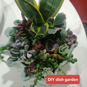 10 DIFFERENT VARIETIES OF SUCCIES//ECHEVERIAS..(TOKEN SIZE)