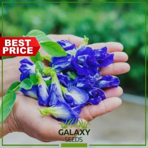 GalaxySeeds Blue Ternate Seeds for Planting Herbal Plants (5 Seed) Including Fertilizer - Clitoria Butterfly Ternatea\\n\\nWelcome to GalaxySeeds, your trusted partner in gardening! We're excited to introduce you to our Blue Ternate Seeds for Planting, a unique and beautiful addition to any garden. In this article, we'll explore what Clitoria Butterfly Ternatea is, how to plant Blue Ternate Seeds, and why GalaxySeeds is your go-to source for gardening supplies.\\n\\n What are Clitoria Butterfly Ternatea?\\n\\nClitoria Butterfly Ternatea, also known as Blue Ternate, is a stunning herbaceous plant native to tropical regions of Asia. This fast-growing perennial features vibrant blue flowers and attractive foliage, making it an excellent choice for herbal gardens, borders, and container gardening.\\n\\n Understanding the Blue Ternate Plant\\n\\nBlue Ternate plants are known for their striking blue flowers, which bloom from late spring through summer. They are drought-tolerant and thrive in full sun to partial shade. The plant's foliage is dark green and heart-shaped, providing a lush backdrop for the beautiful blooms.\\n\\n Key Features of Clitoria Butterfly Ternatea\\n\\n- **Drought-Tolerant**: Once established, Clitoria Butterfly Ternatea can withstand periods of drought, making it an ideal choice for water-wise gardening.\\n- **Low Maintenance**: These plants require minimal care, making them perfect for busy gardeners or those new to gardening.\\n- **Attractive Flowers**: The bright blue flowers of Clitoria Butterfly Ternatea add a pop of color to any garden, attracting pollinators like bees and butterflies.\\n\\n How to Plant Blue Ternate Seeds\\n\\nPlanting Blue Ternate Seeds is a simple process that requires some basic gardening tools and attention to detail. Follow these steps to ensure your plants thrive:\\n\\n Preparing Your Garden Soil\\n\\nBefore planting, prepare your garden soil by removing any weeds, rocks, or debris. Loosen the soil to a depth of at least 6 inches using a garden fork or tiller. Mix in a generous amount of organic matter, such as compost or well-rotted manure, to improve soil fertility and drainage.\\n\\n Sowing the Seeds\\n\\nSow Blue Ternate Seeds directly into the prepared soil, spacing them about 12 inches apart. Cover the seeds with a thin layer of soil, approximately 1/4 inch deep. Water the seeds gently to settle the soil and promote germination.\\n\\n Caring for Your Blue Ternate Plants\\n\\nOnce your Blue Ternate plants have germinated and grown, they require minimal care. Water them regularly during dry spells, and apply a balanced fertilizer every few weeks to promote healthy growth. Deadhead spent flowers to encourage continuous blooming throughout the season.\\n\\n GalaxySeeds - Your Partner in Gardening\\n\\nAt GalaxySeeds, we're committed to helping gardeners succeed. Our Blue Ternate Seeds for Planting come in a 5 Seed Pack, making it easy to start your own herbal garden. We also offer a free fertilizer with every order, so you can enjoy healthy, thriving plants from the start.\\n\\n About GalaxySeeds\\n\\nGalaxySeeds is a leading provider of vegetable seeds and garden supplies, dedicated to helping gardeners grow beautiful, healthy plants. Our team of experts is always available to answer your questions and provide guidance on gardening techniques and plant care.\\n\\n Free Fertilizer Offer\\n\\nWhen you purchase our Blue Ternate Seeds for Planting, you'll receive a free fertilizer to help your plants grow strong and healthy. This offer is available while supplies last, so don't miss out!\\n\\n Contact Us for Assistance\\n\\nIf you have any questions about our Blue Ternate Seeds for Planting or need help with planting and care, please don't hesitate to contact us. Our team is here to assist you and ensure your gardening experience is a success.\\n\\nIn conclusion, Clitoria Butterfly Ternatea is a stunning addition to any garden, offering vibrant blue flowers and low-maintenance care. With GalaxySeeds' Blue Ternate Seeds for Planting and free fertilizer offer, you can enjoy beautiful, healthy plants in your garden. Happy gardening!\n}