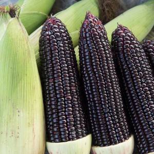 🖤พันธุ์ข้าวโพดดำ 30 เมล็ด ฝักดำใหญ่