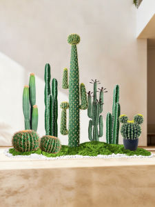 Indoor Cactus Plant Decorative