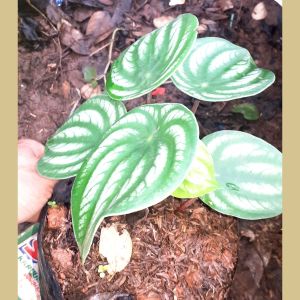 tanaman hias peperomia semangka murah