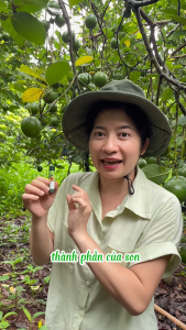 Son dưỡng môi không màu Pơ Lang A08 dưỡng mềm môi từ trái bơ an toàn cho mẹ bầu và trẻ nhỏ