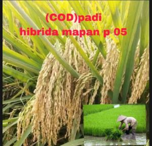 benih padi hibrida mapan v 05