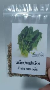 500 เมล็ด ปวยเล้ง (Spinach) - เมล็ดปวยเล้ง เมล็ดปวยเล้งใบเขียว ปวยเล้งใบเขียว