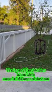 หญ้าไทเป พื้นที่ปลูก 5 ตารางเมตร ได้หญ้าหนัก 2.5 kg ถอนเช้า ส่งบ่ายทุกวัน ปลูกแล้วไม่ได้ตัดหญ้า 100%