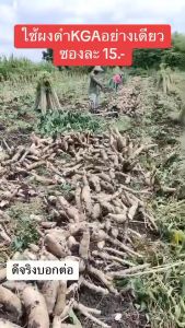 ผงดำ KGA นวัตกรรมใหม่เพื่อการเกษตร