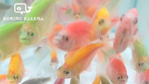 BRBN Fluorescent Skirt Tetra - Mixed Fluorescent Skirt Tetra Assortment - Ikan Skirt Tetra - Aquarium Freshwater Fish / Ikan Air Tawar