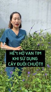 Cây đuôi chuột (300 hạt giống chuẩn)
