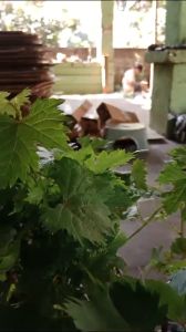 BIBIT ANGGUR IMPORT HALLOWEEN KUALITAS TERBAIK