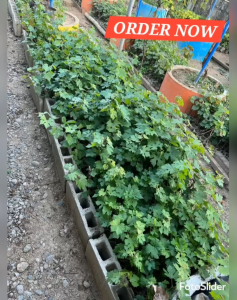 BRAZILIAN HYBRID BIG RED CATAWBA GRAPES PLANTS ROOTED WITH LEAVES NA RIN KAYA MADALING ALAGAAN/ITATANIM NALANG