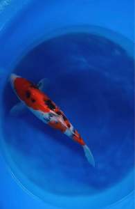 🇯🇵 Japan Sakai Farm Female Sanke Koi Fish | 35cm | Premium Japanese Nishikigoi - RM1180