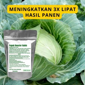 Pupuk Booster Kubis Pelebat Organik Cepat Berbuah Lebat Besar Anti Rontok Pembesar Kubis