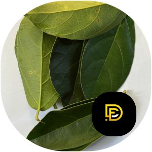 Daun cincau hijau cincau perdu segar 250 gram
