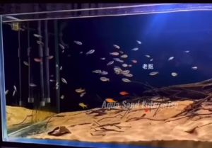 ORI💯Rio Colorado/Calorado/Calarado Sand Premium Aquarium Substrate Sand Pasir Akuarium科罗拉多河底沙/沙滩沙(1KG)