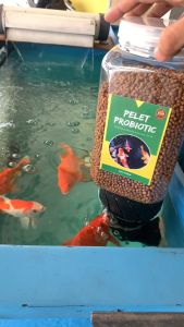 Pelet Ikan Koi Growth Plus Probiotik Ekstra Bawang Putih 600 Gram SIZE 5mm