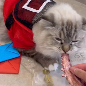 OMAKASE FREEZE DRIED Giant Squid Legs Dog & Cat Single Ingredient Dehydrated Pet Treats