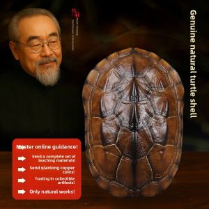 SHANYANG | Genuine Turtle Shell Divination Tool for I Ching Reading