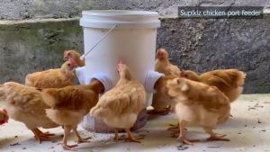 Chicken Feeder Kit 4 Ports And Hole Saw DIY Food Feeding Poultry Pro Feeder Kit