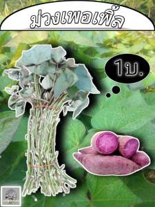 มันหวานญี่ปุ่น (ม่วงเพอเพิ้ลสวีทโรส 100ยอด)