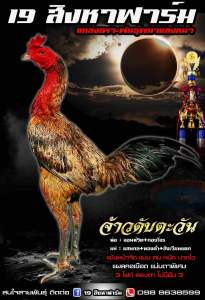 ไข่เชื้อไก่ชน พม่าแข้งหน้า ประกันเชื้อ ฟักออกจริง ส่งด่วนทั่วประเทศ!!