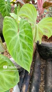 Tanaman Hias Rambat Philodendron Verucosum: Tips dan Panduan