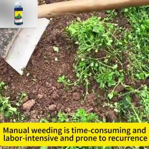 Weed control rate 99.99% Layee Weed killer Racun rumput paling kuat Grass killer Safe and does not damage the soil Racun rumput mati akar 除草剂